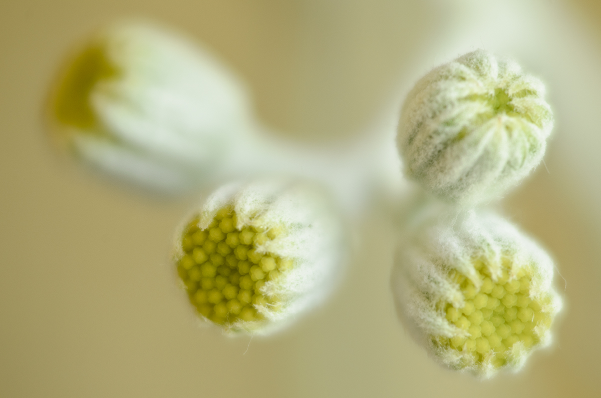 incertezza primaverile