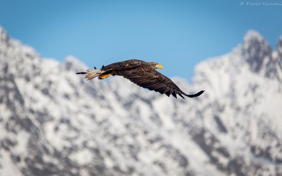 Sea Eagle