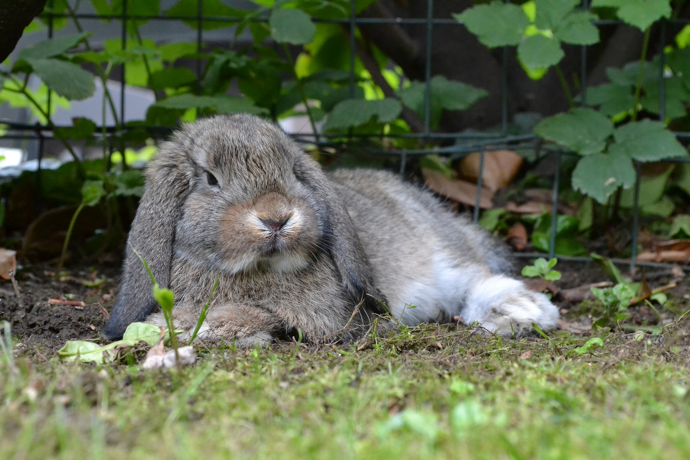 | Relaxing afternoon in the garden |