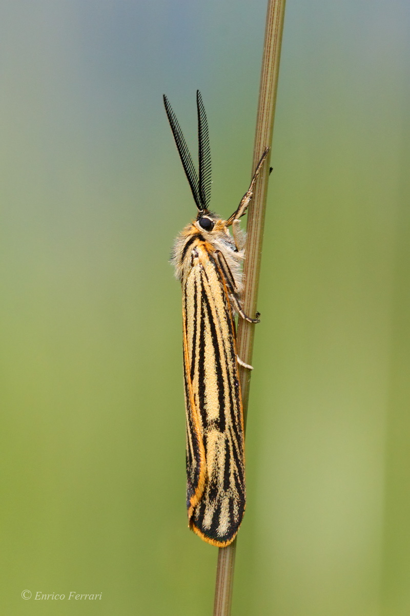 Coscinia striata