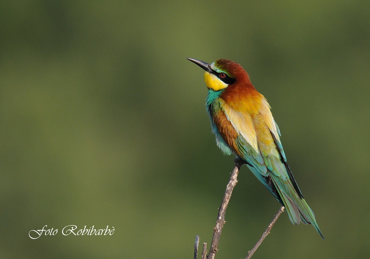 Gruccione...ultimo sole....