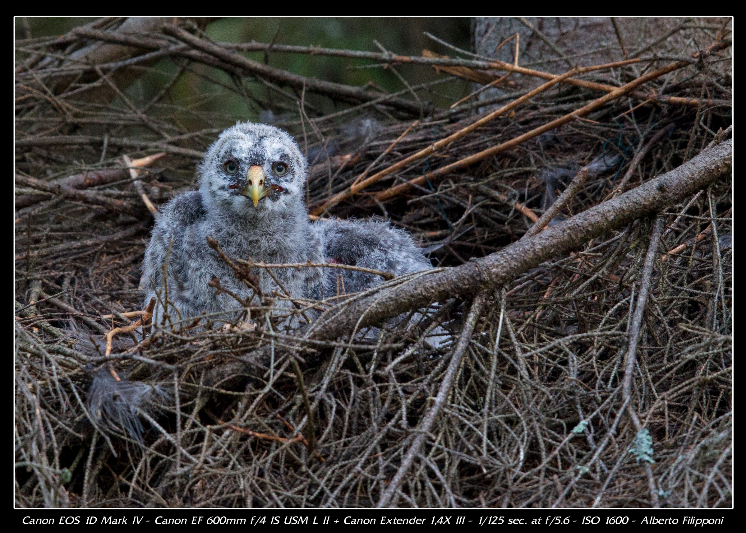 Pulli di Allocco di Lapponia