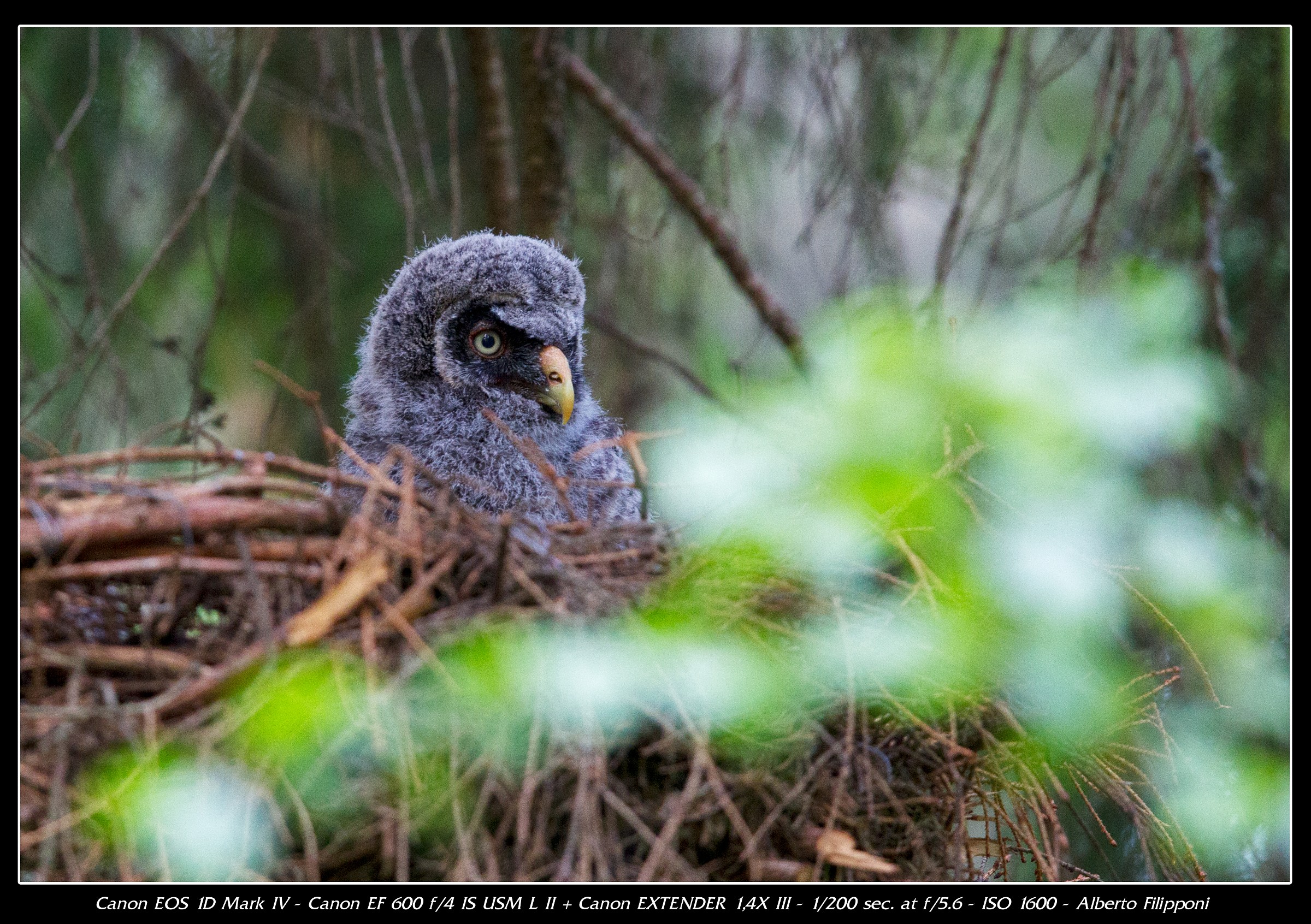 Pullo di Allocco di Lapponia