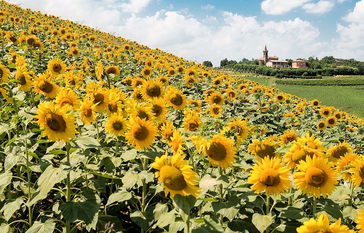 Sunflowers Val Samoggia