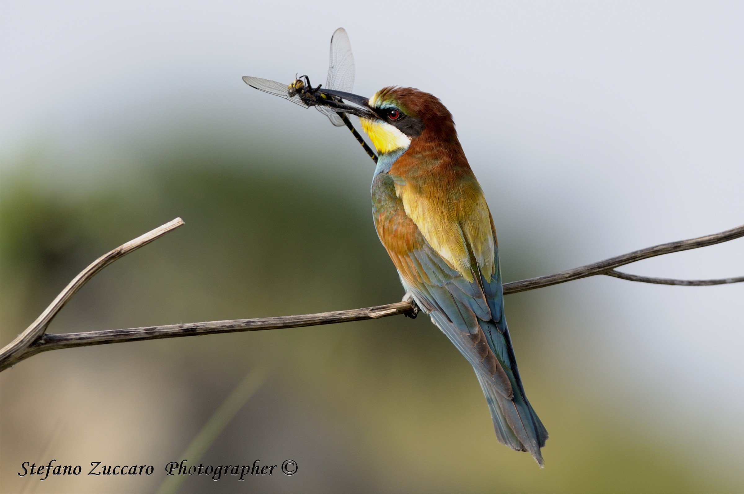 Gruccione, Merops apiaster, Bee eater