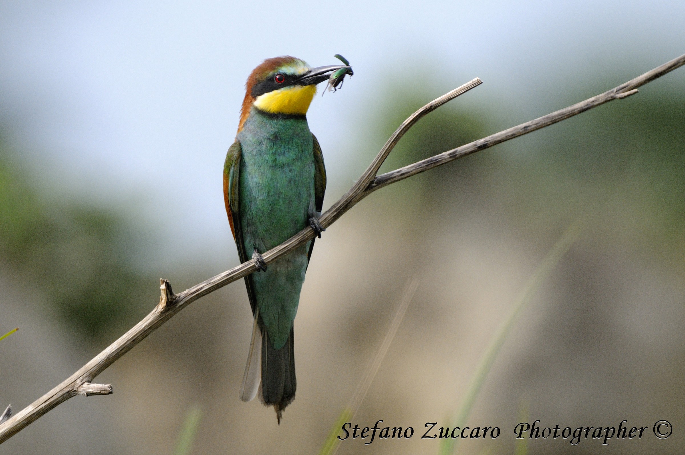 Gruccione, Merops apiaster, Bee eater