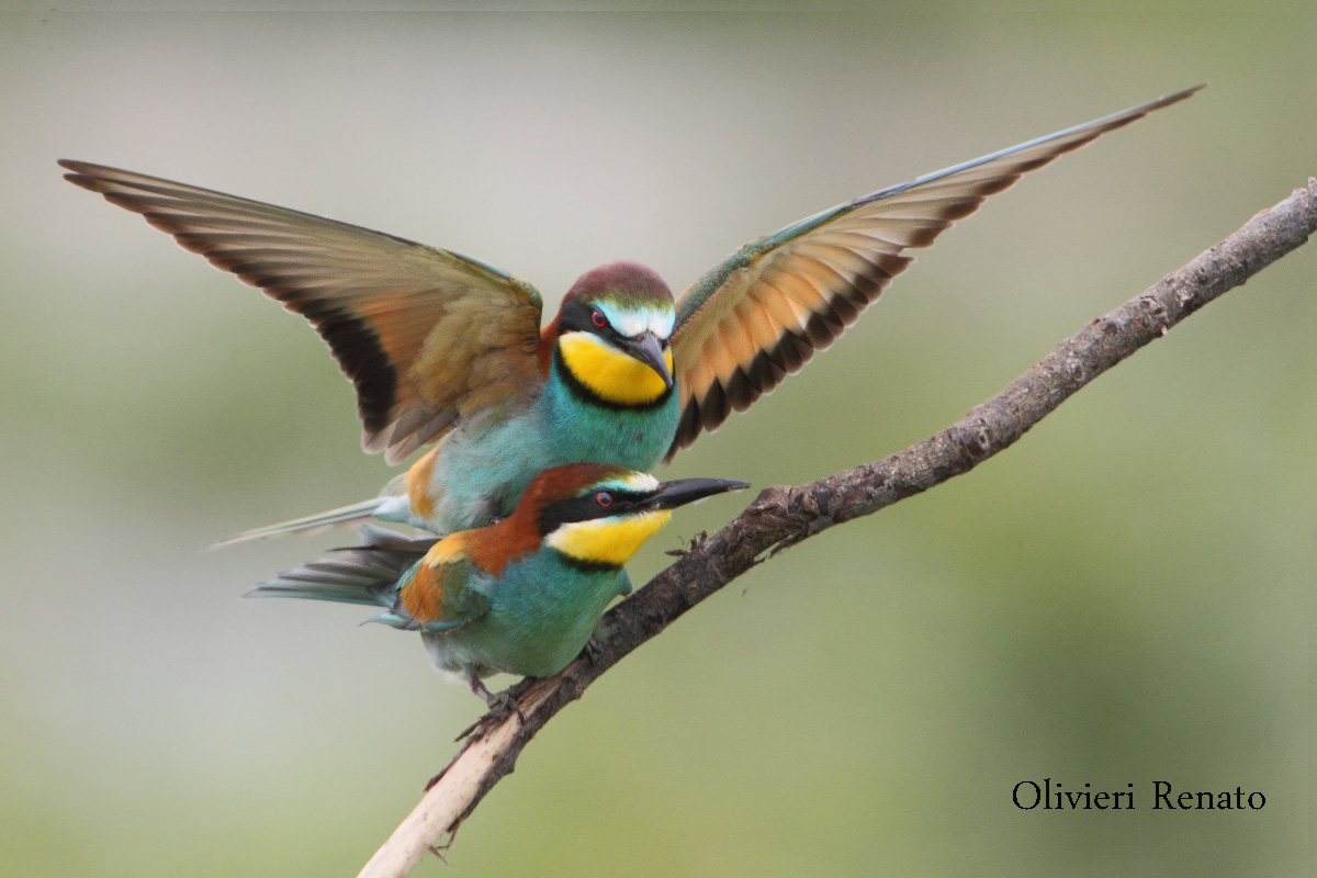 Acoppiamento among bee-eaters