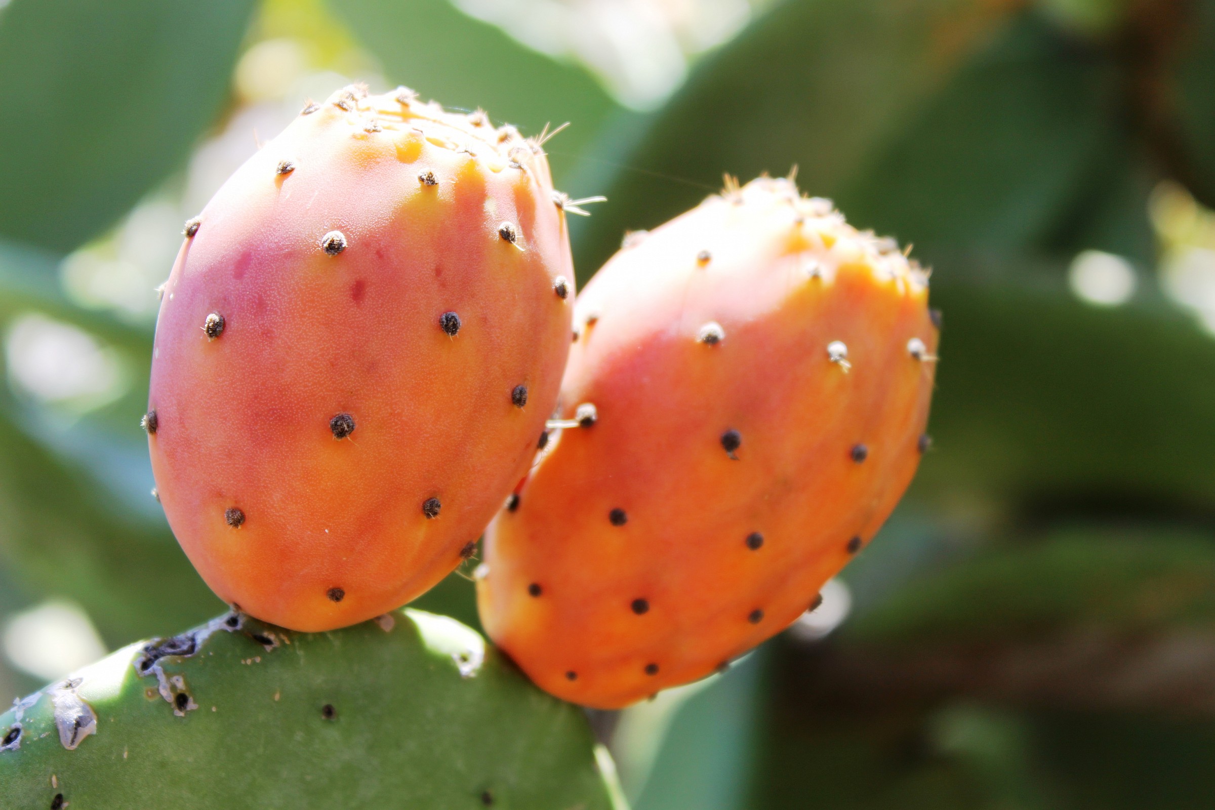 ...buonissimi, però bisogna prenderli per il verso gi...