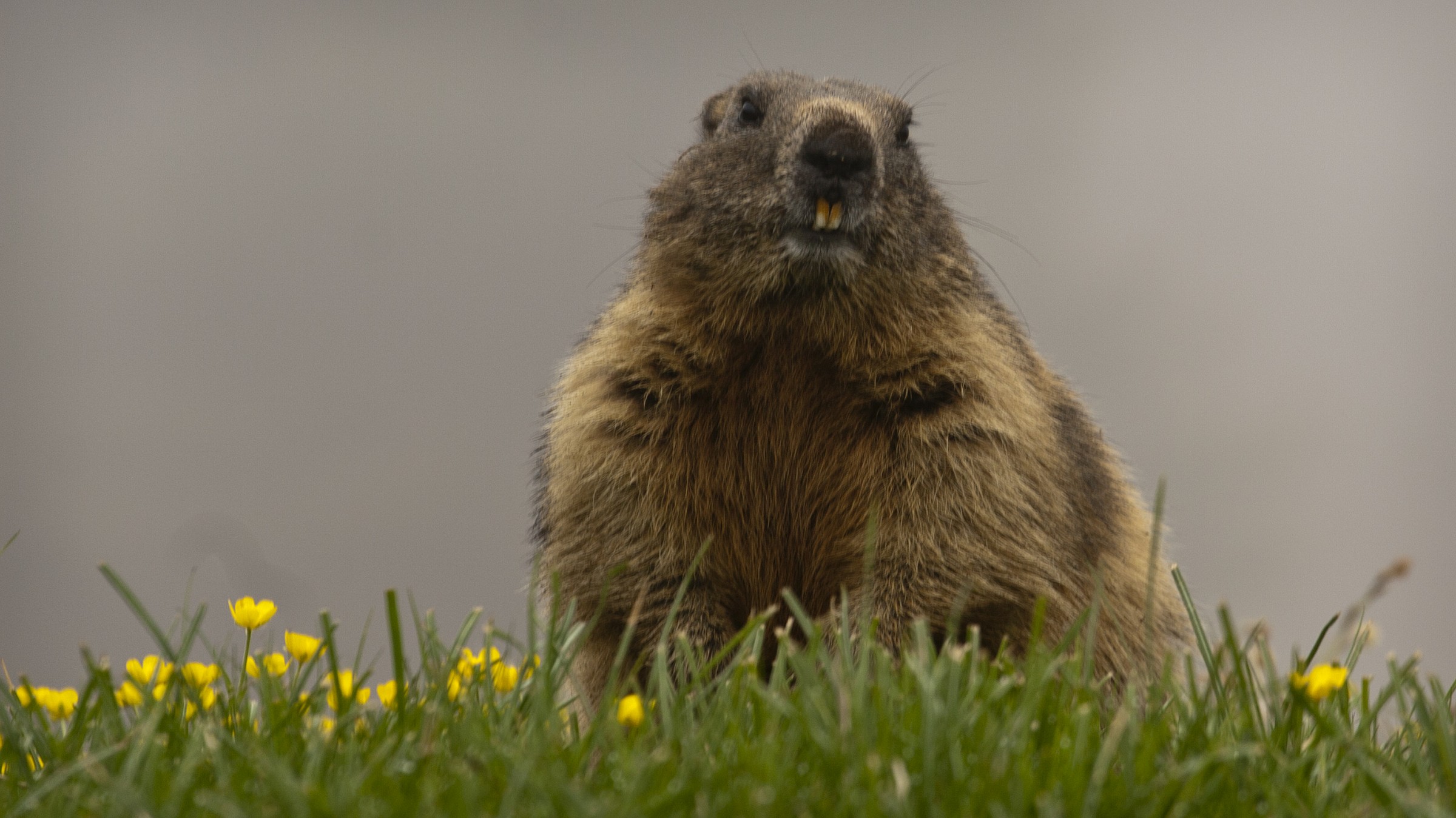 marmot