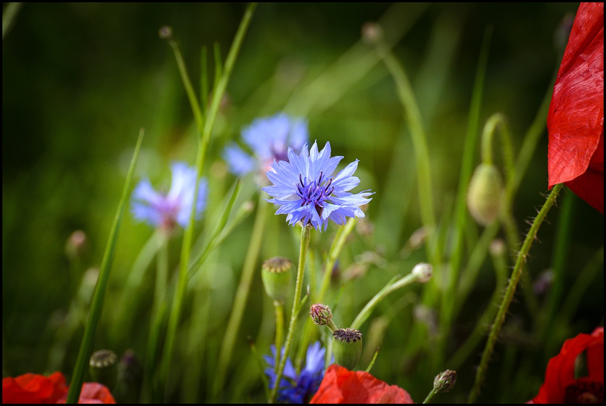 Castelluccio di Norcia