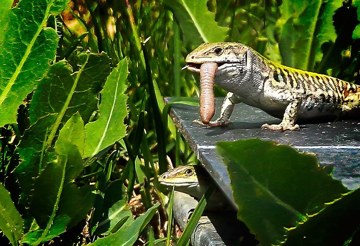 Spuntino ai piani alti