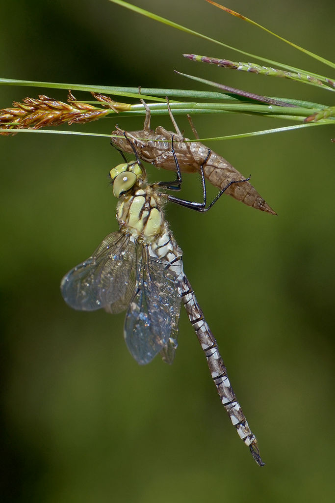 Libellula con esuvia