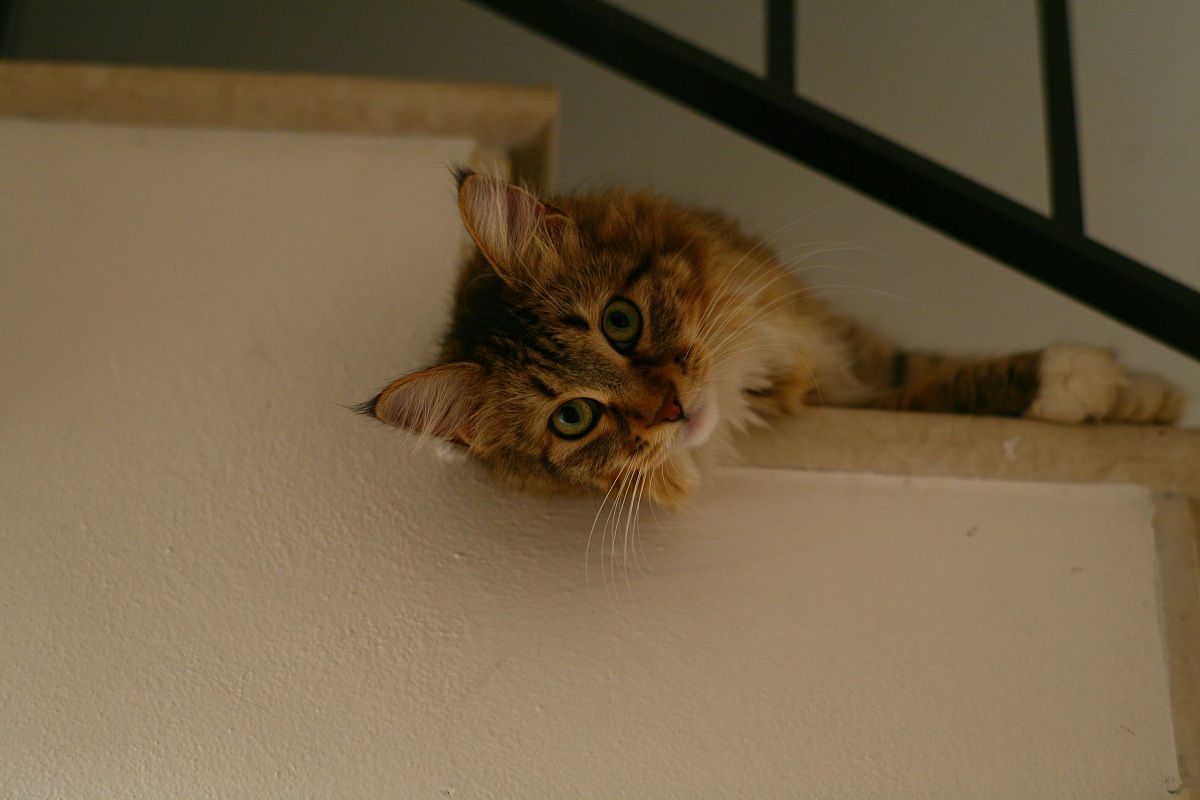 Kira, the Maine coon family to one year