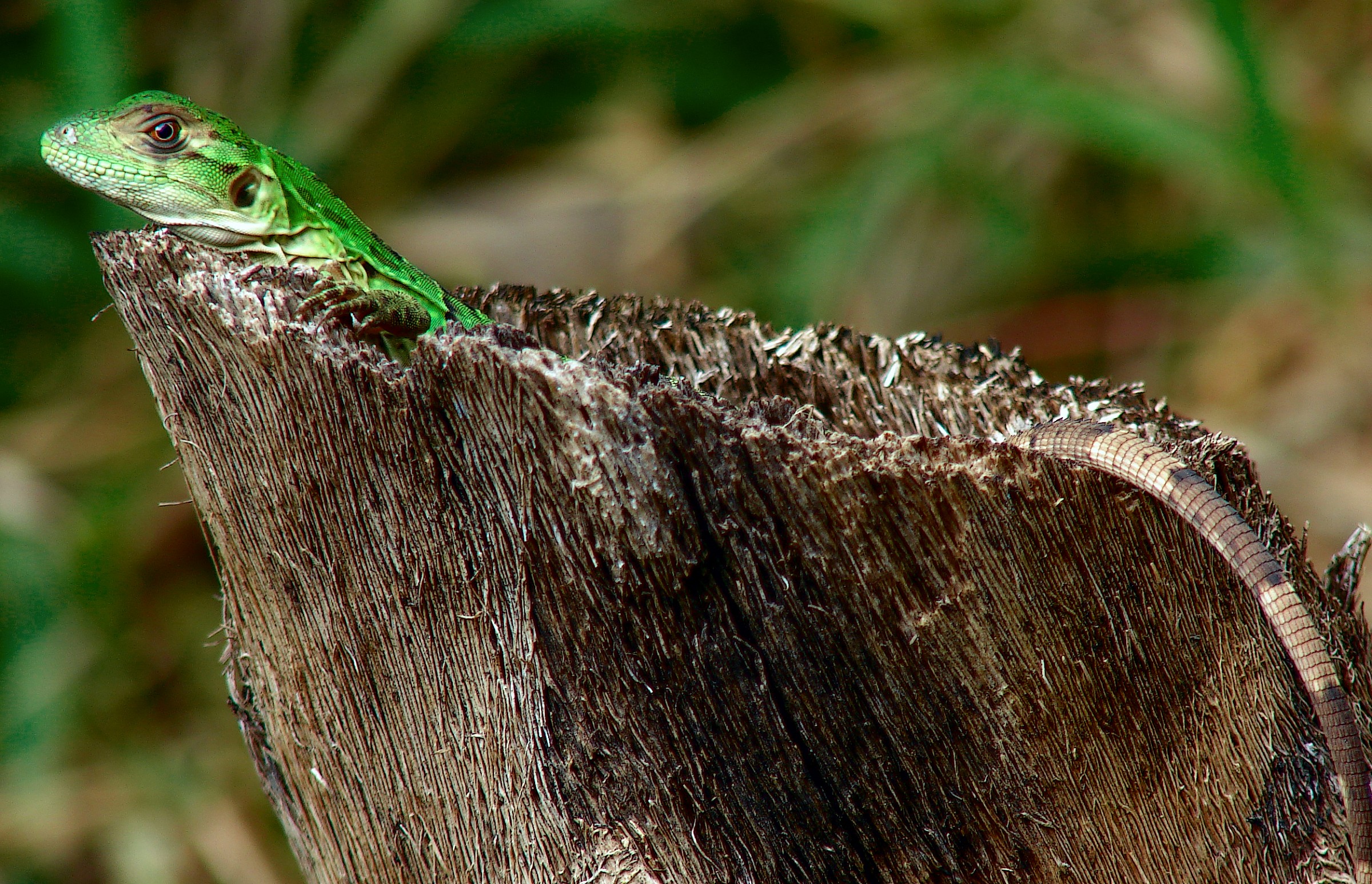 Green Lizard