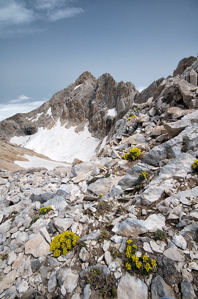 fioriture sul Gran Sasso