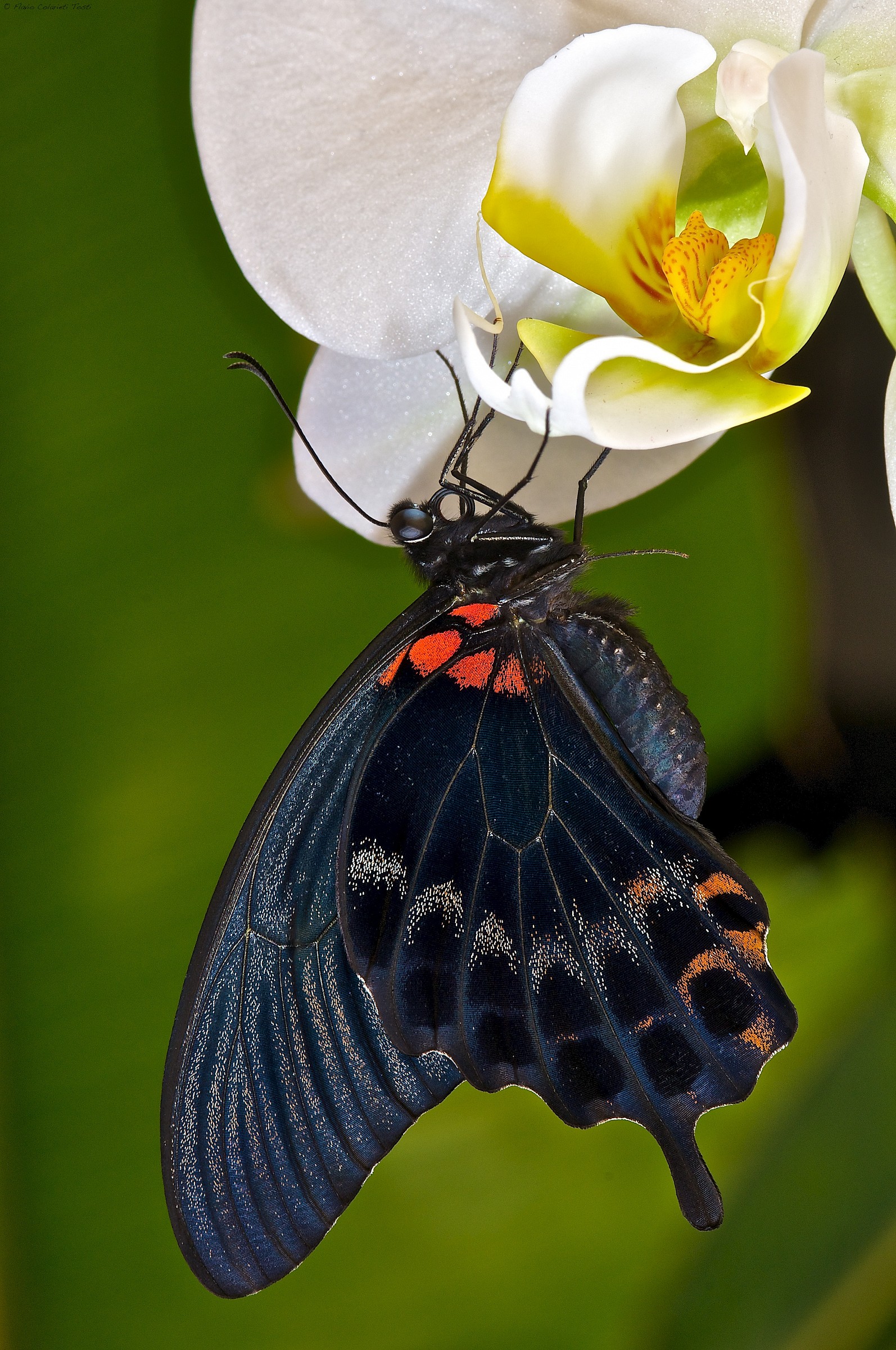 Papilio tropicale