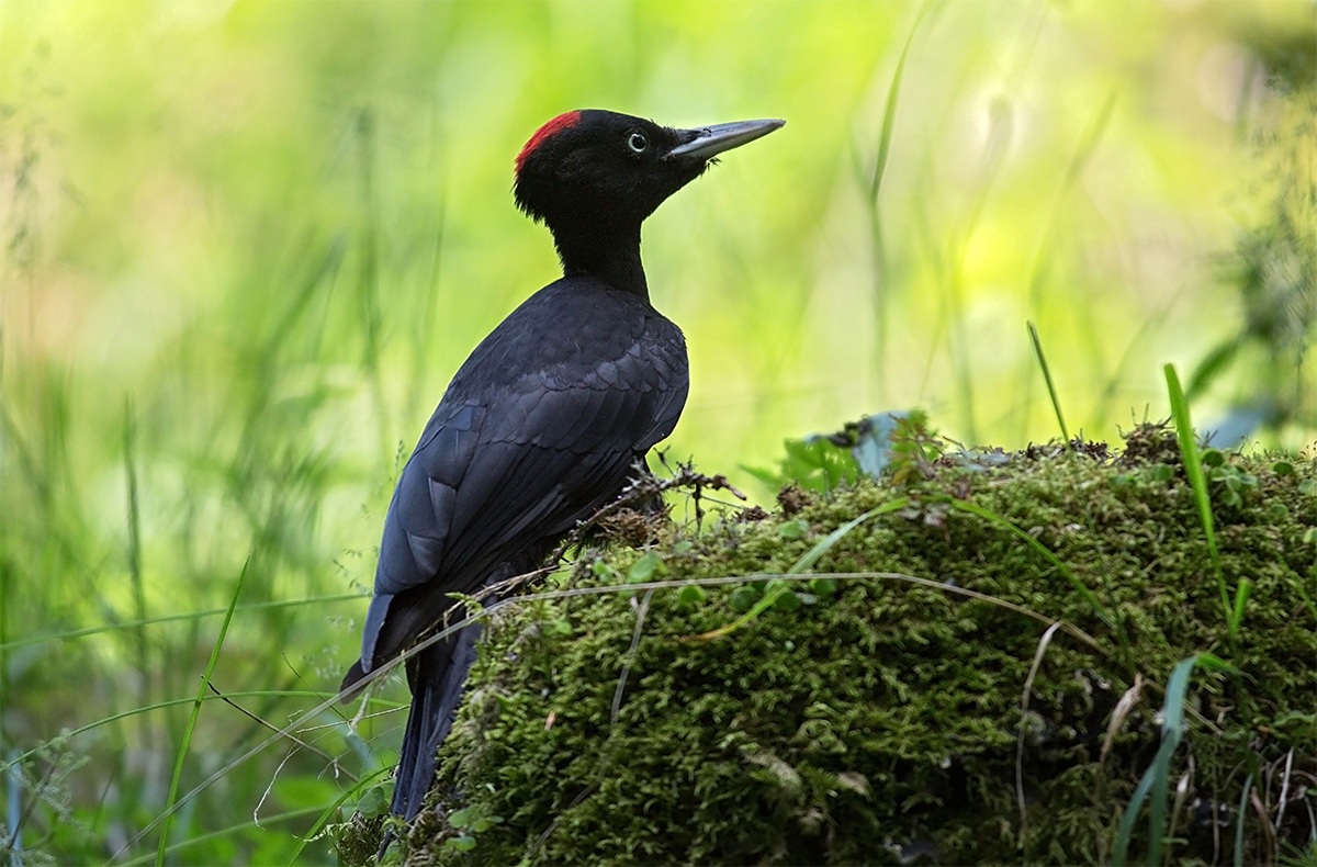 Black Woodpecker