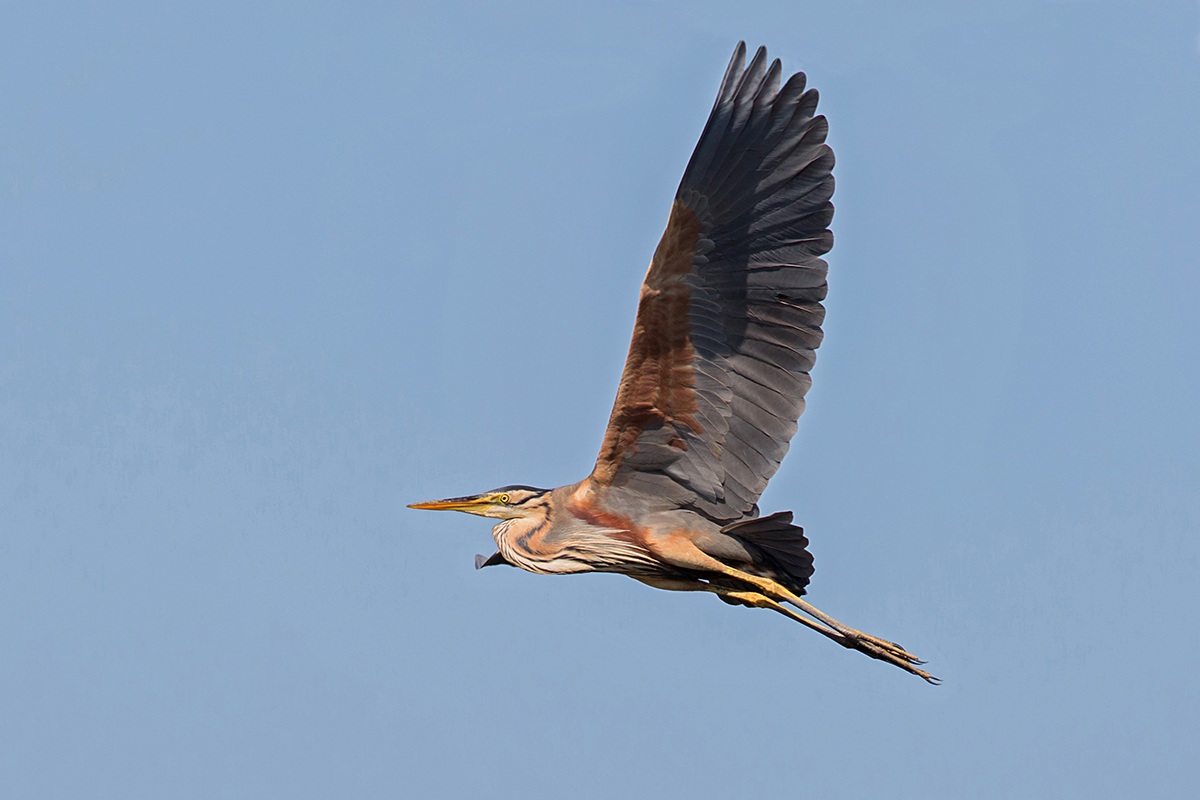 Purple Heron