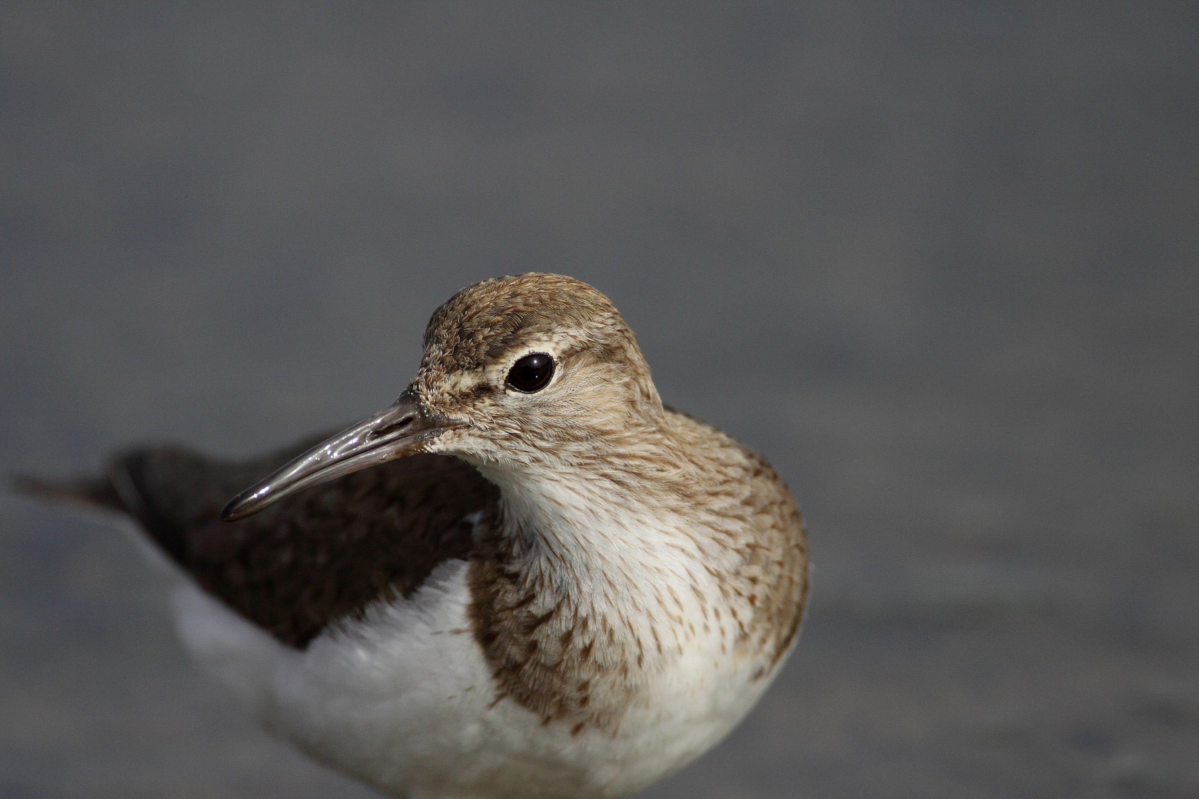sandpiper head