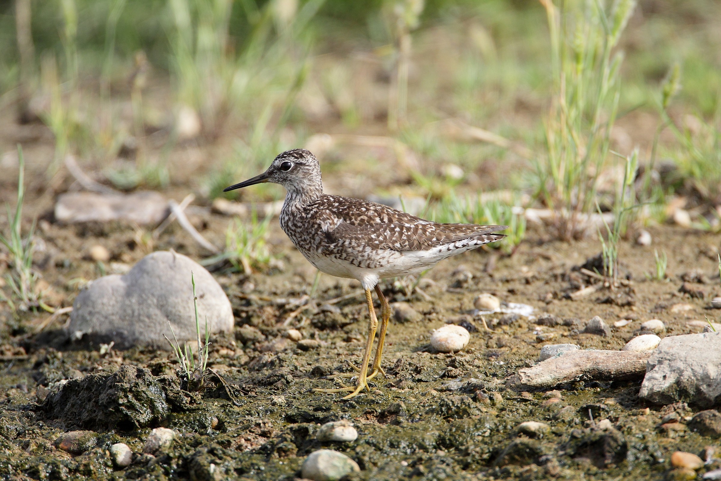 sandpipers boschereccio