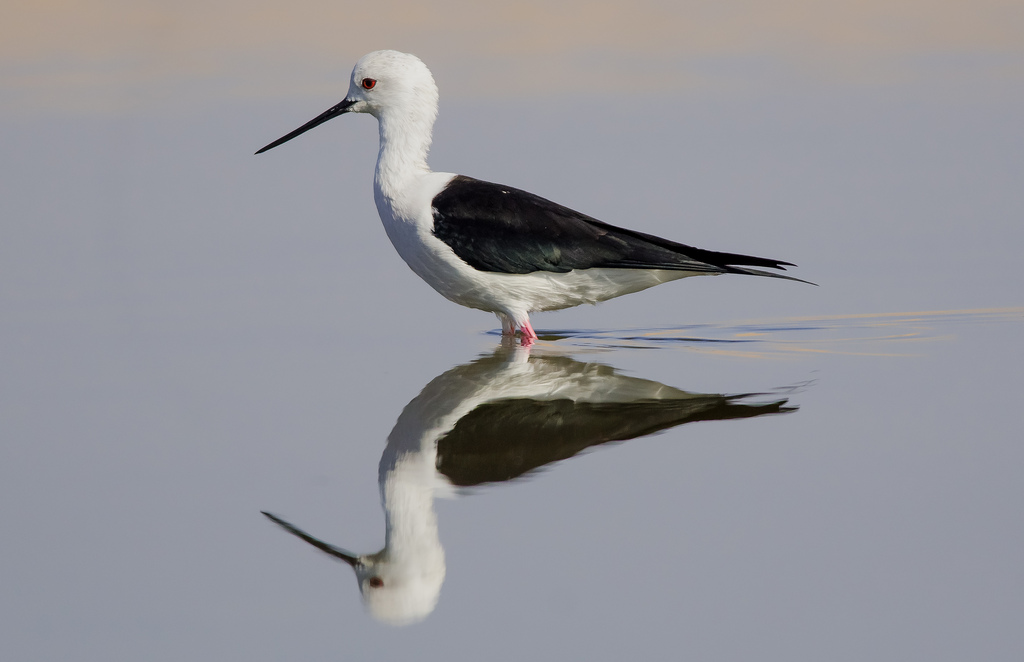 Selfie!!! Black Winged Stitlt