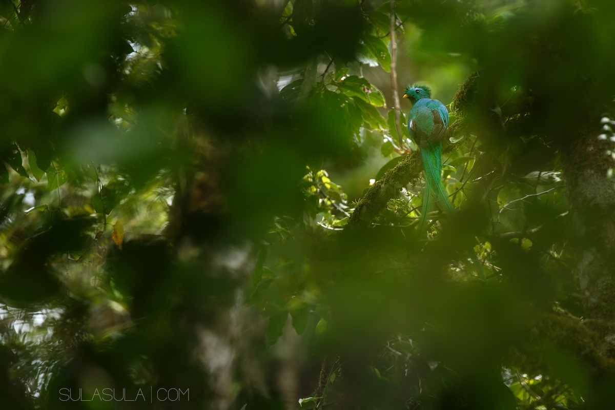 Resplended Quetzal | Panama
