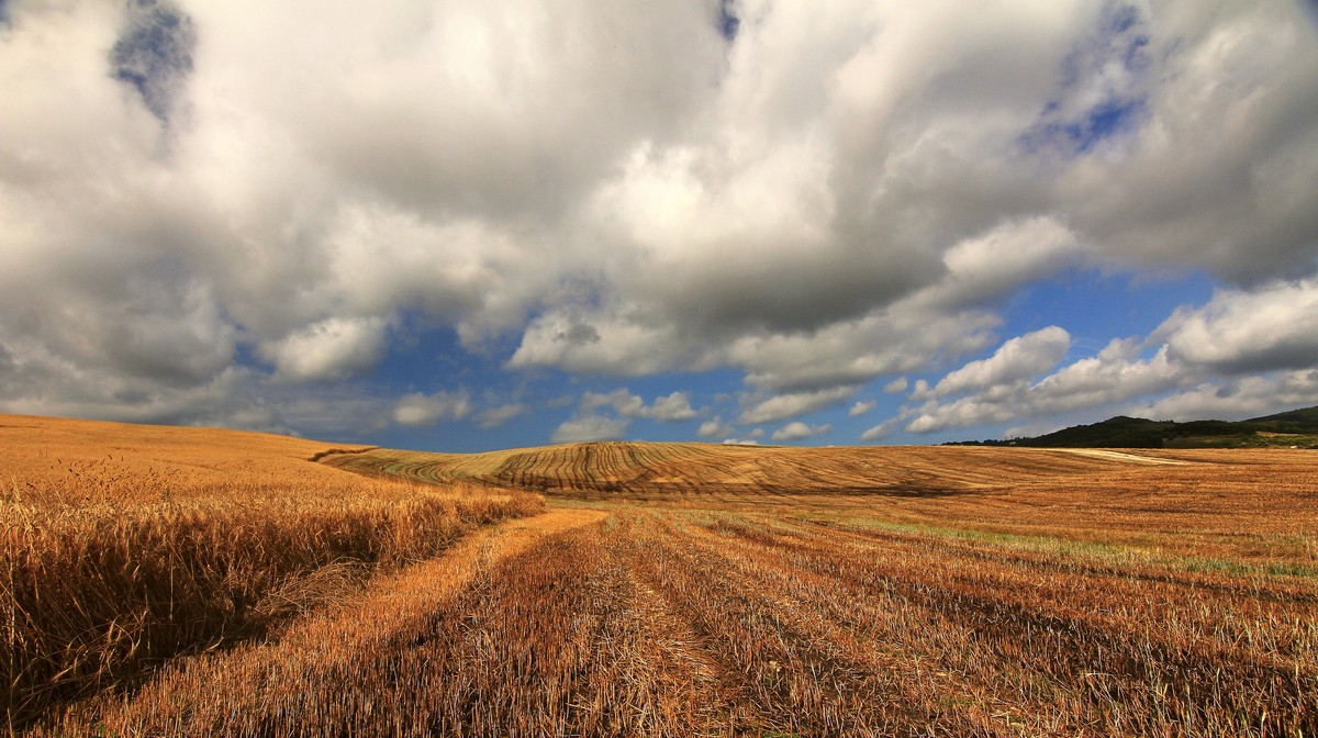 Corn and clouds