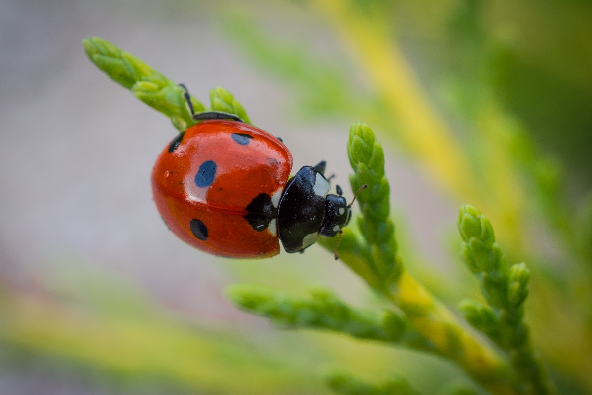 Coccinella