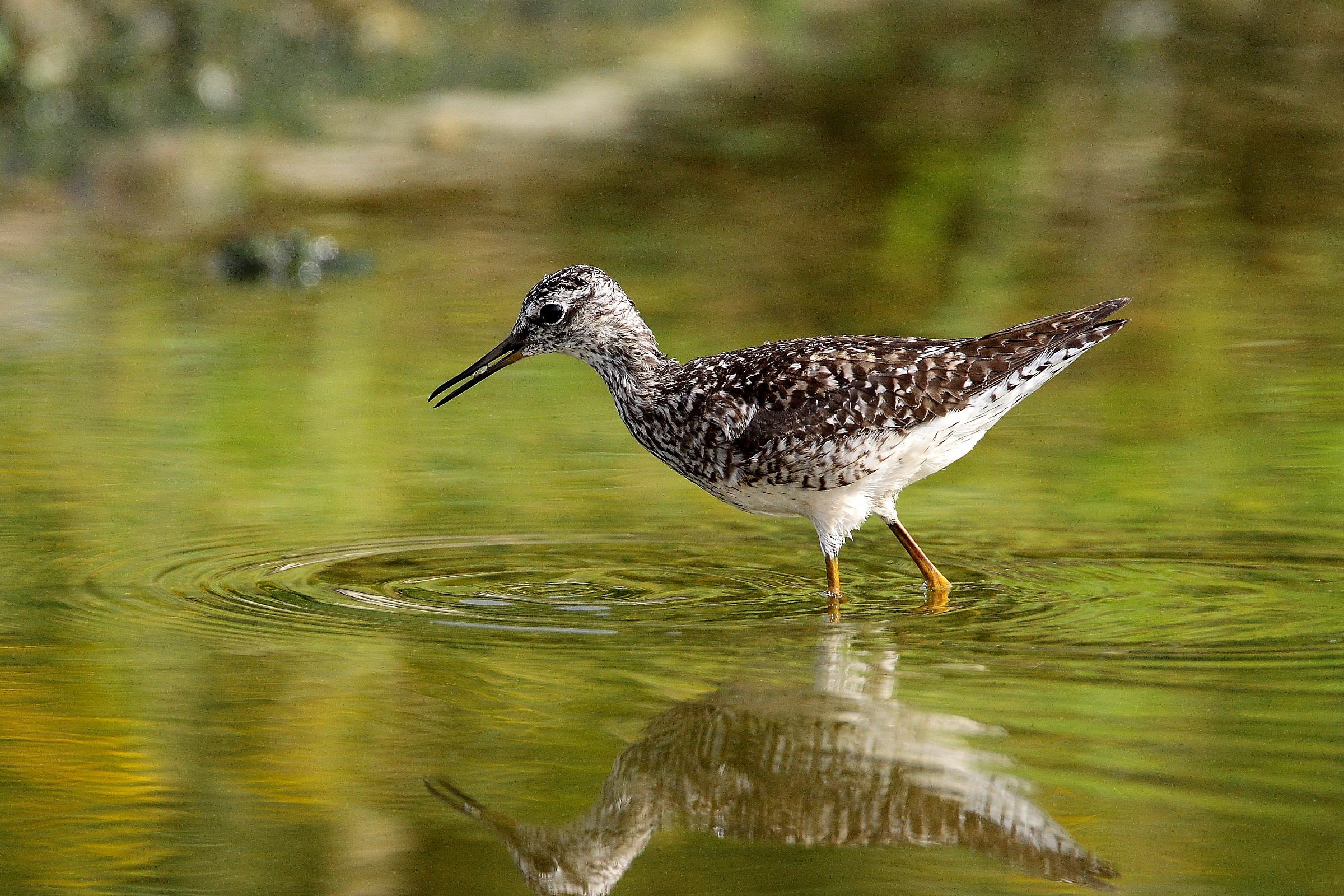 piro piro boschereccio