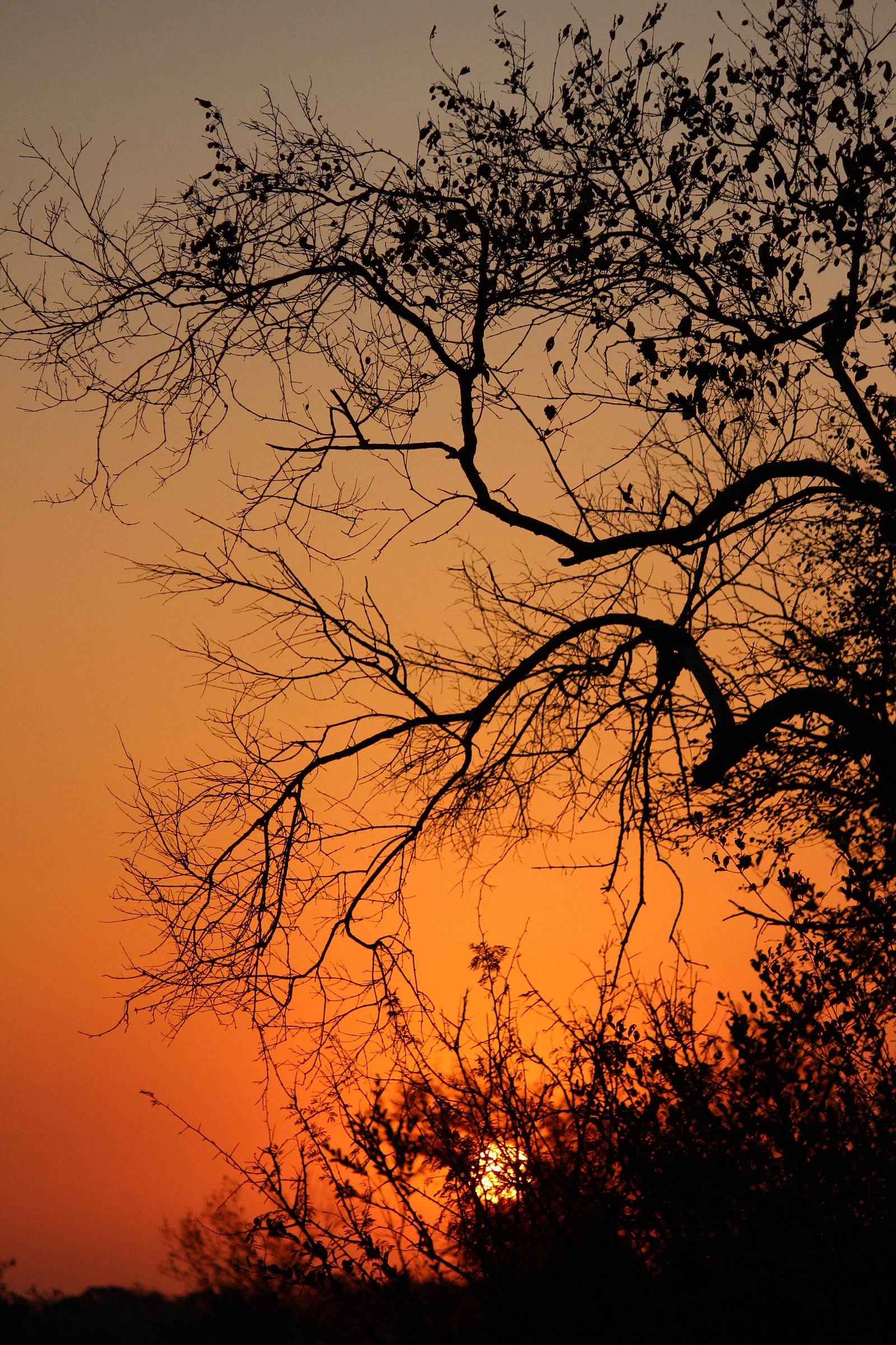 African Sunset