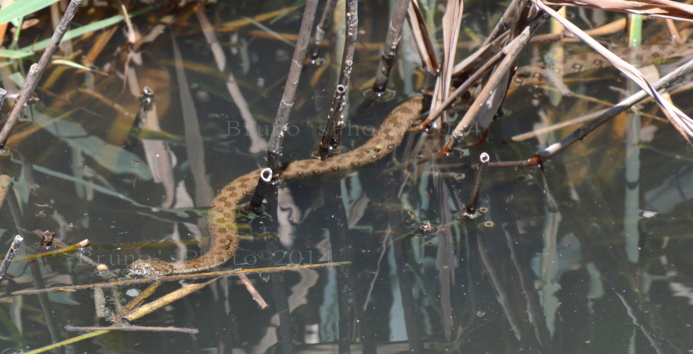 Biscia d'acqua a caccia