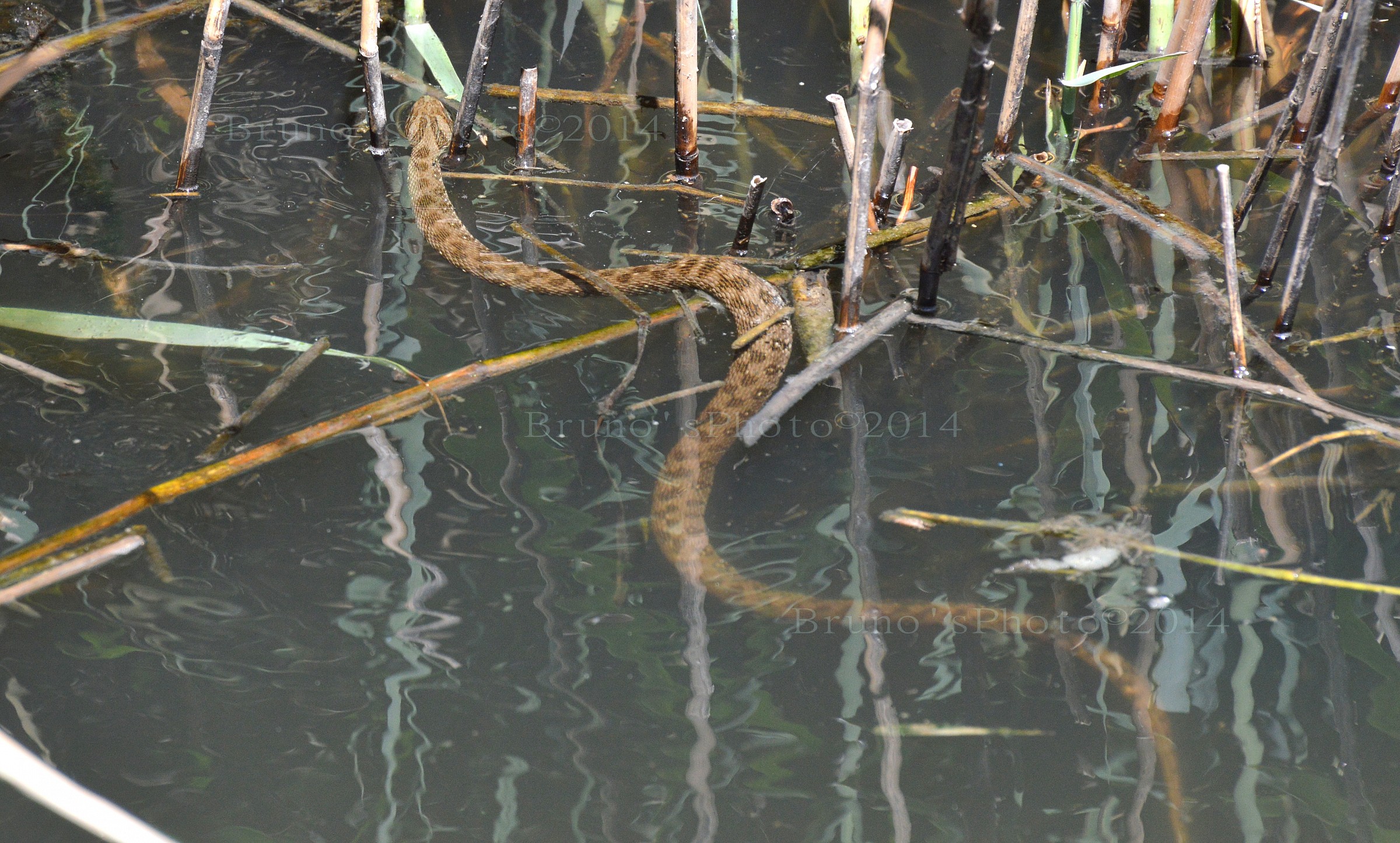 Biscia d'acqua a caccia II