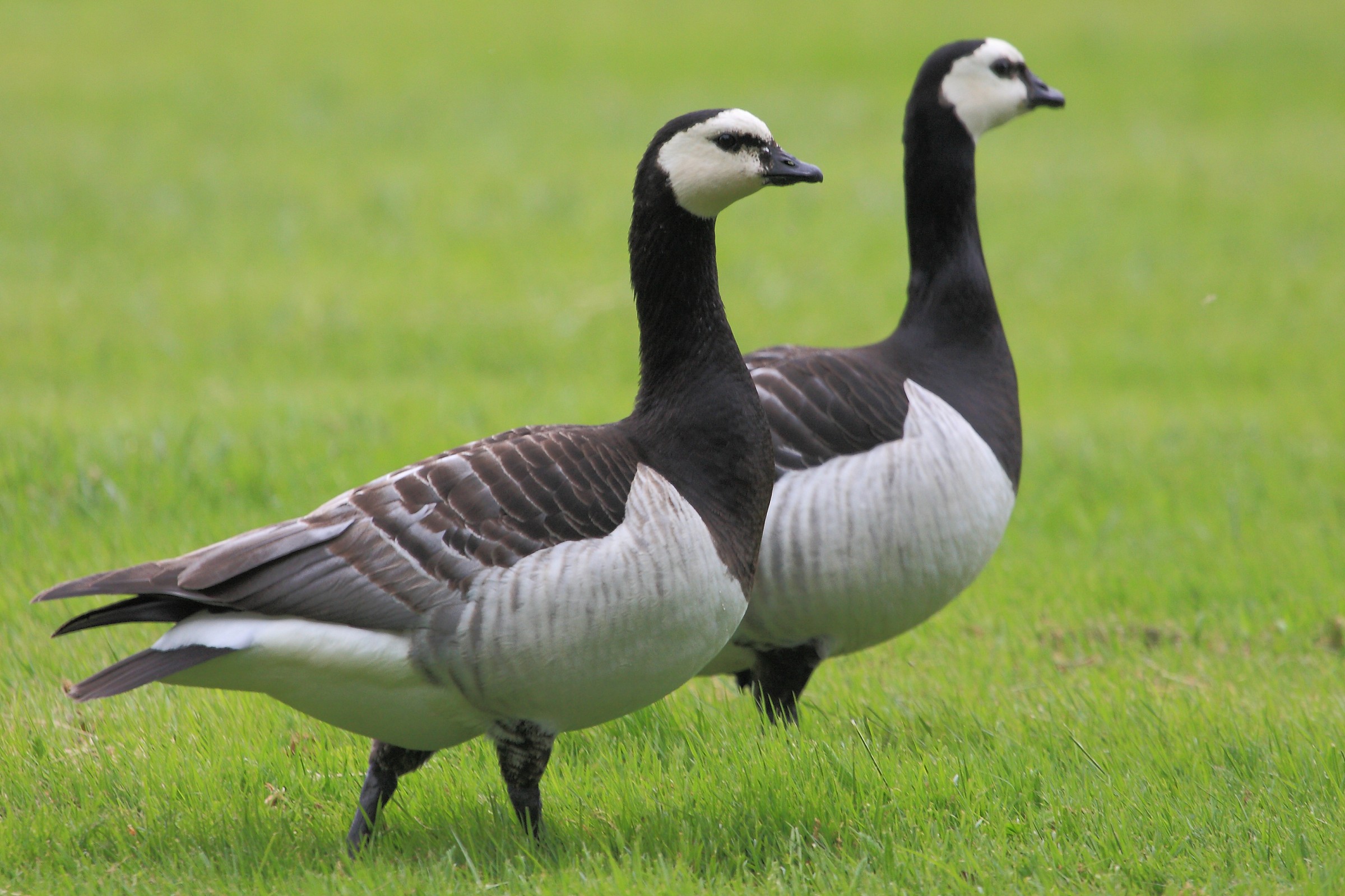 Stockholm-Drottingholm - Ducks