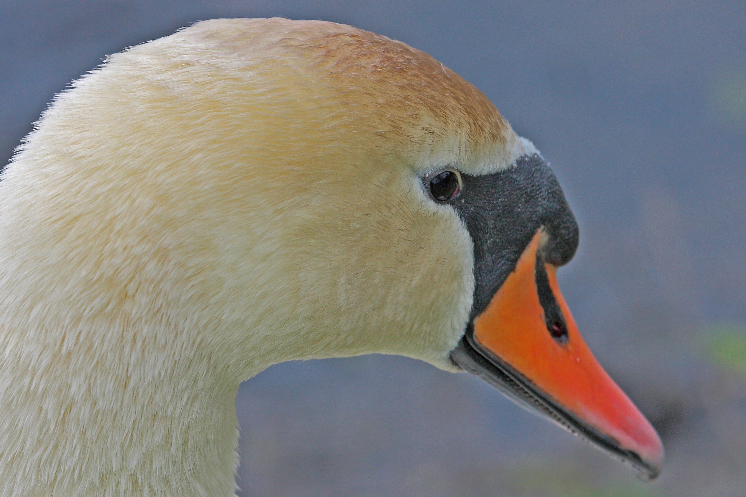 Stockholm - Drottingholm-white swan