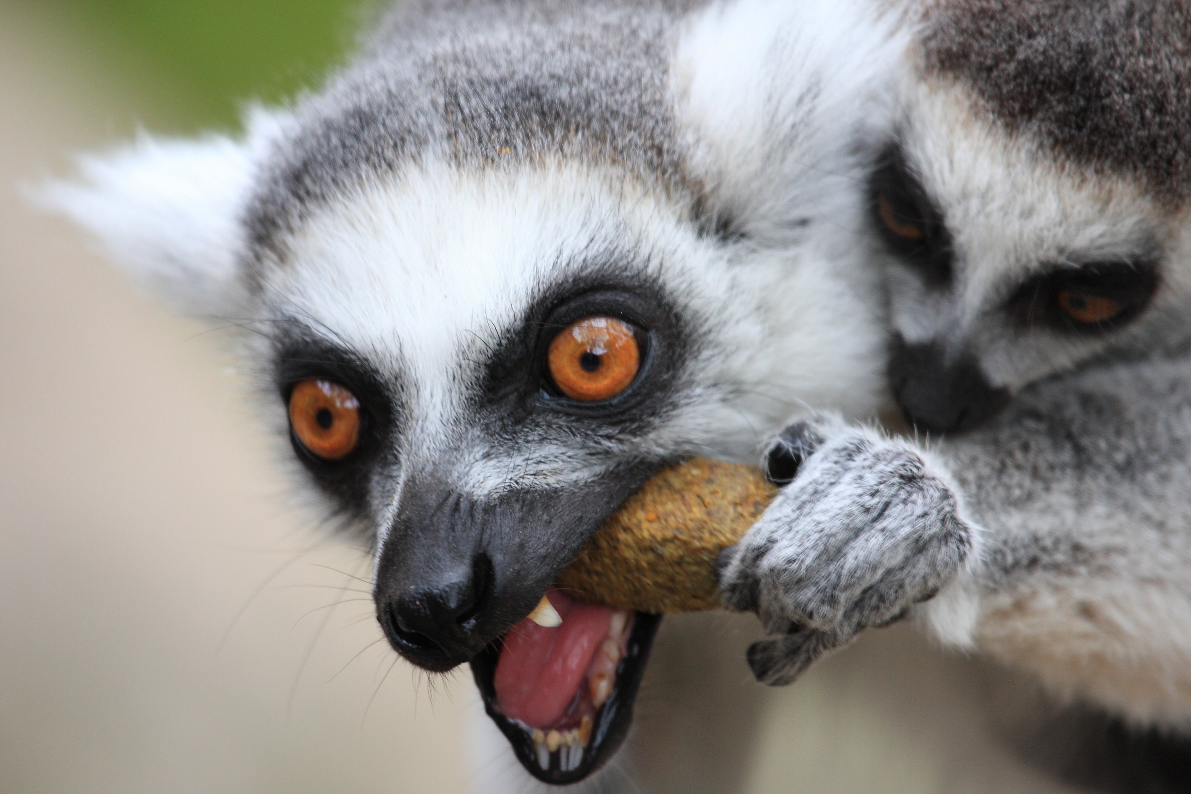 Stockhom - Skansen Zoo - Lemurs