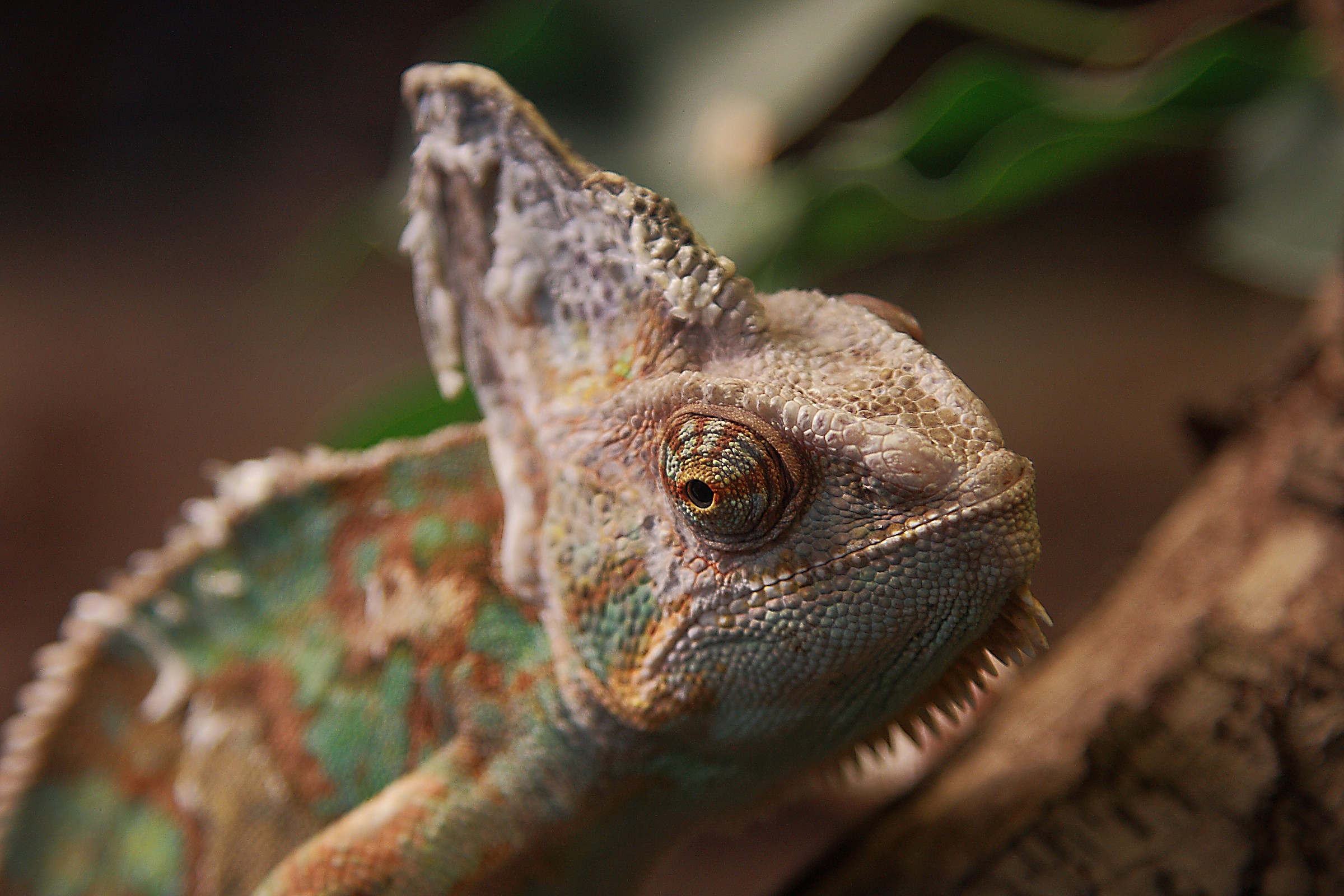Stockholm-Skansen Zoo - Chameleon