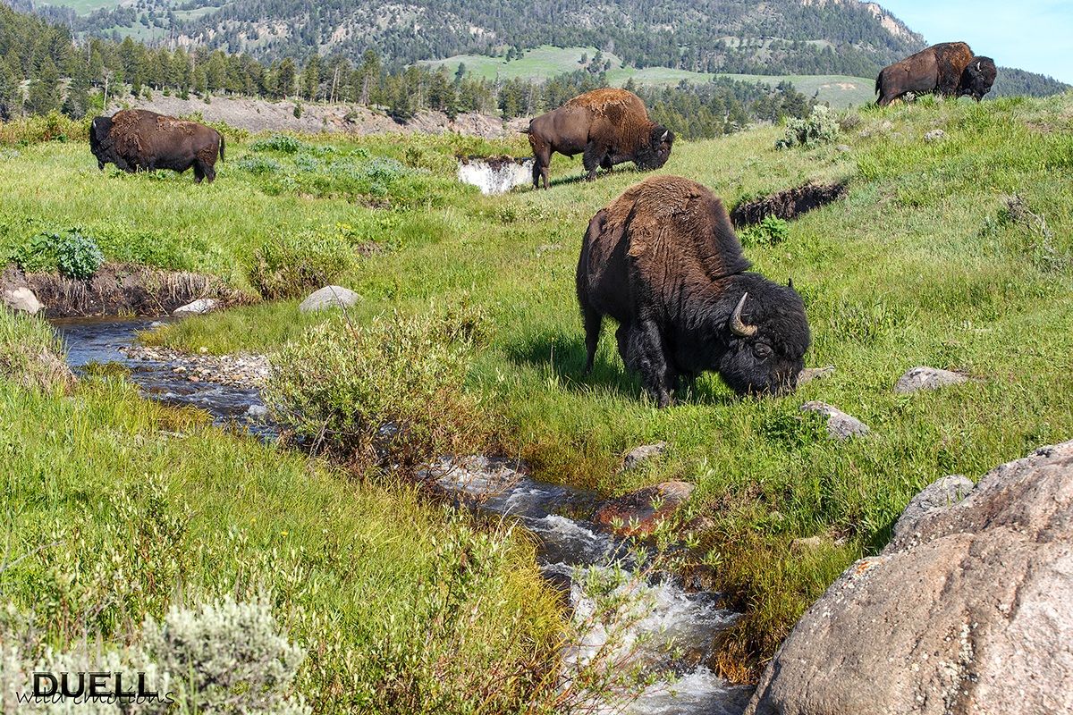 bison