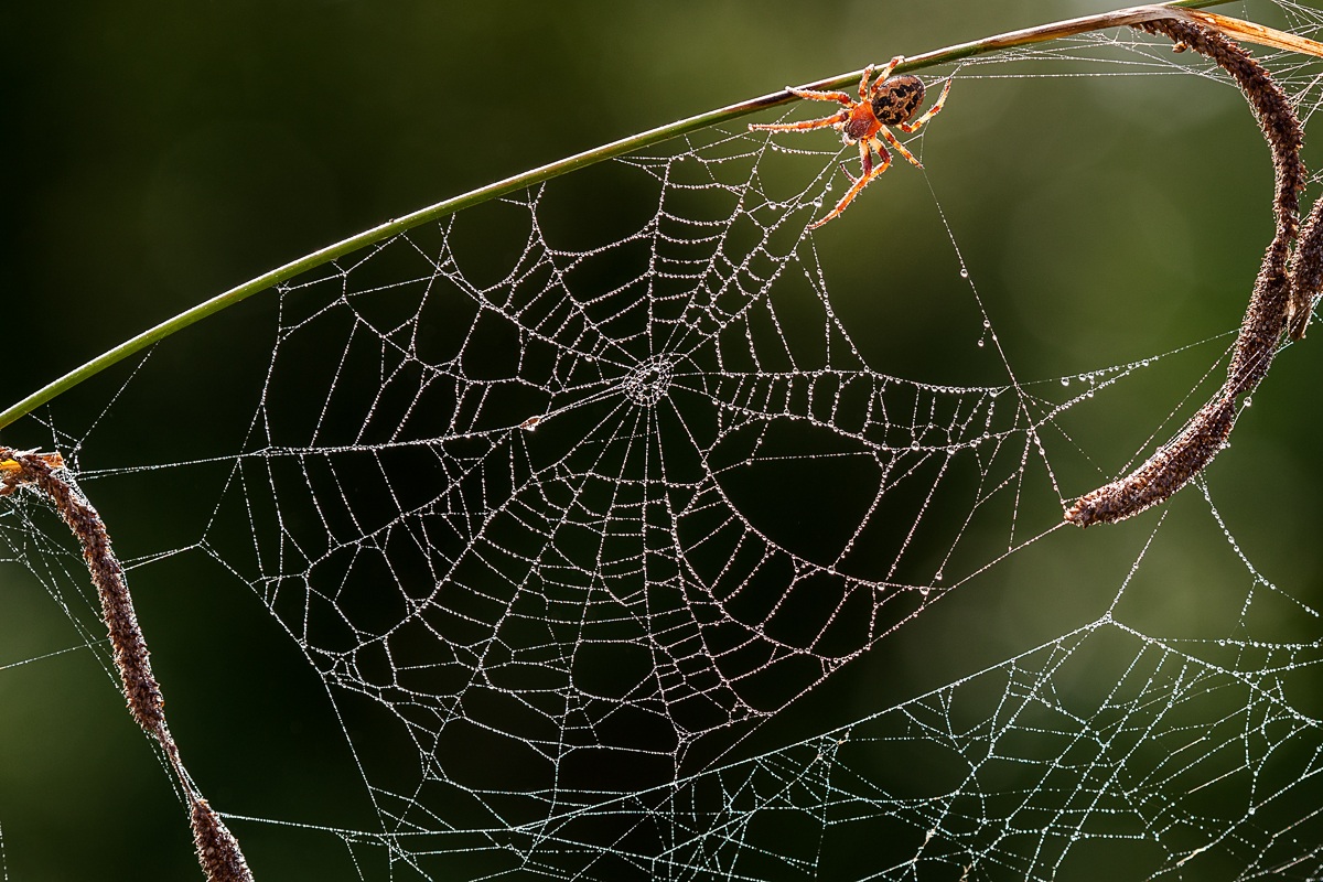 The expectation of the spider