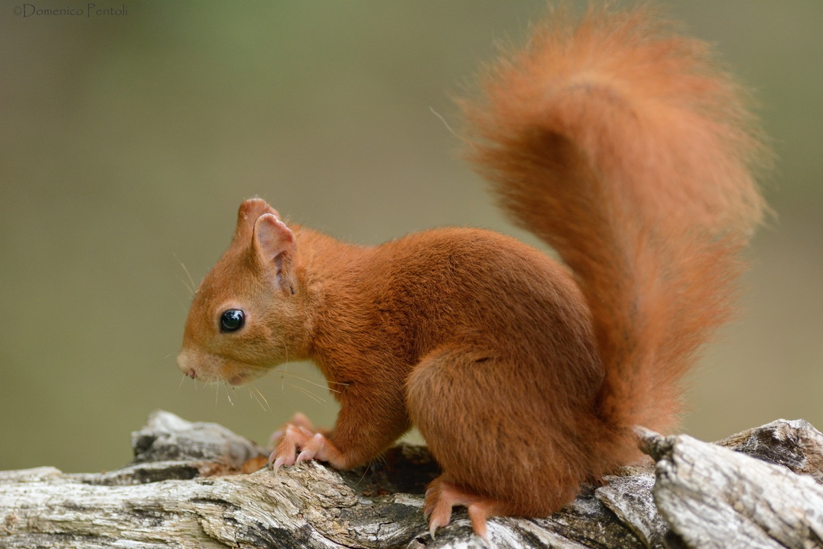 Red Squirrel