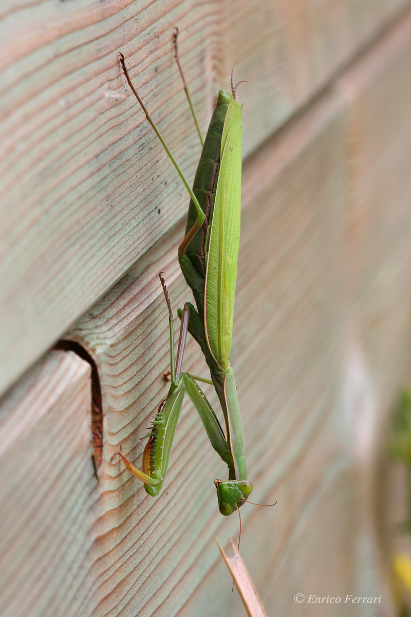 Mantis religiosa