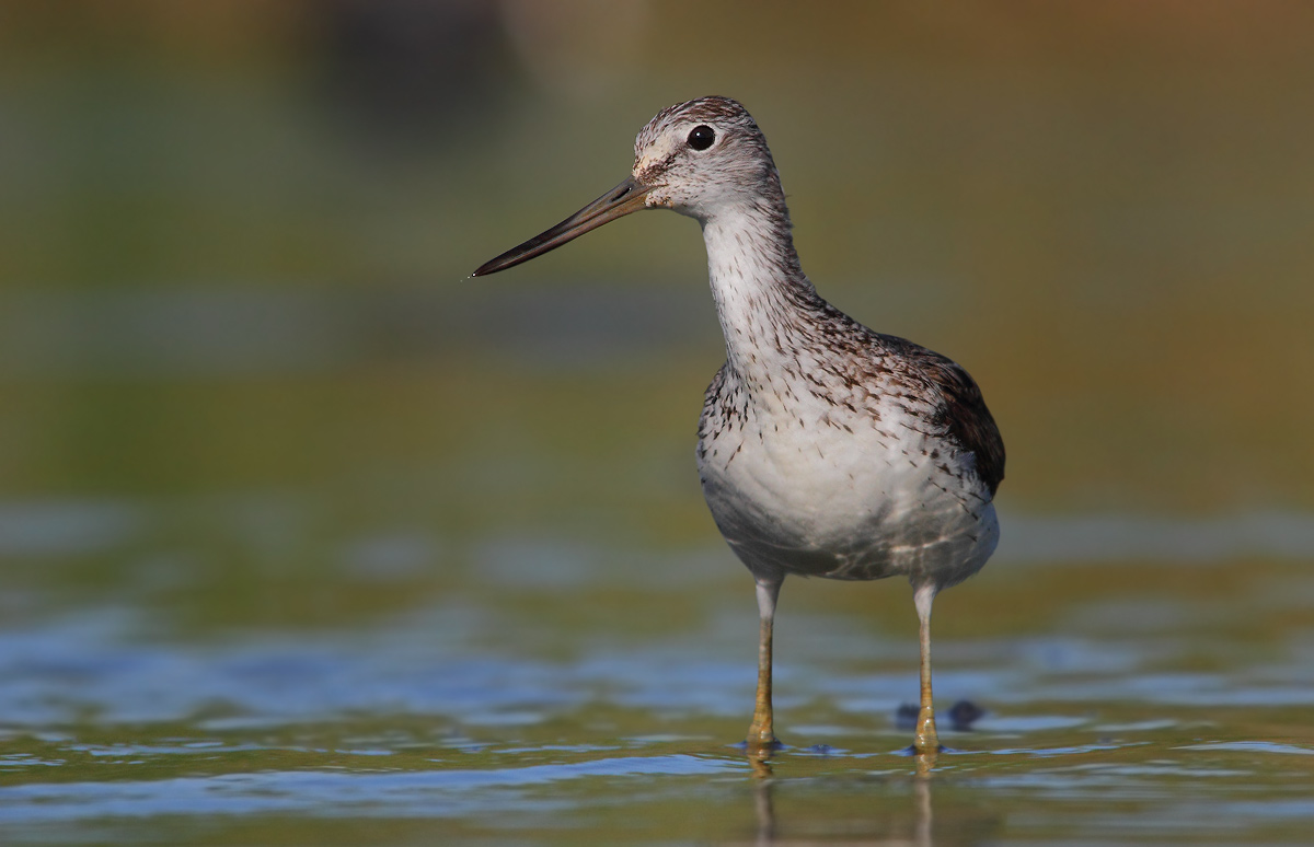 Greenshank
