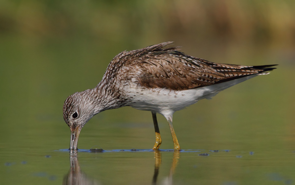 Greenshank