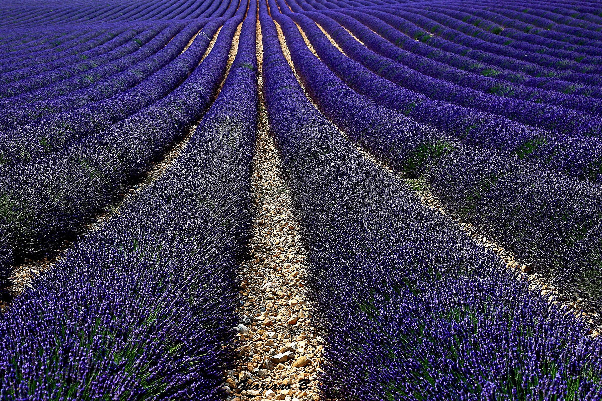 Lavanda Provenza(FR.)