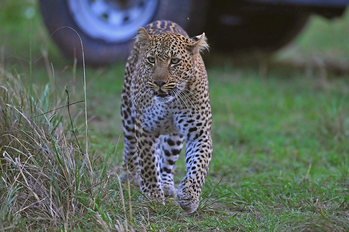 Rush Hour in the Maasai Mara