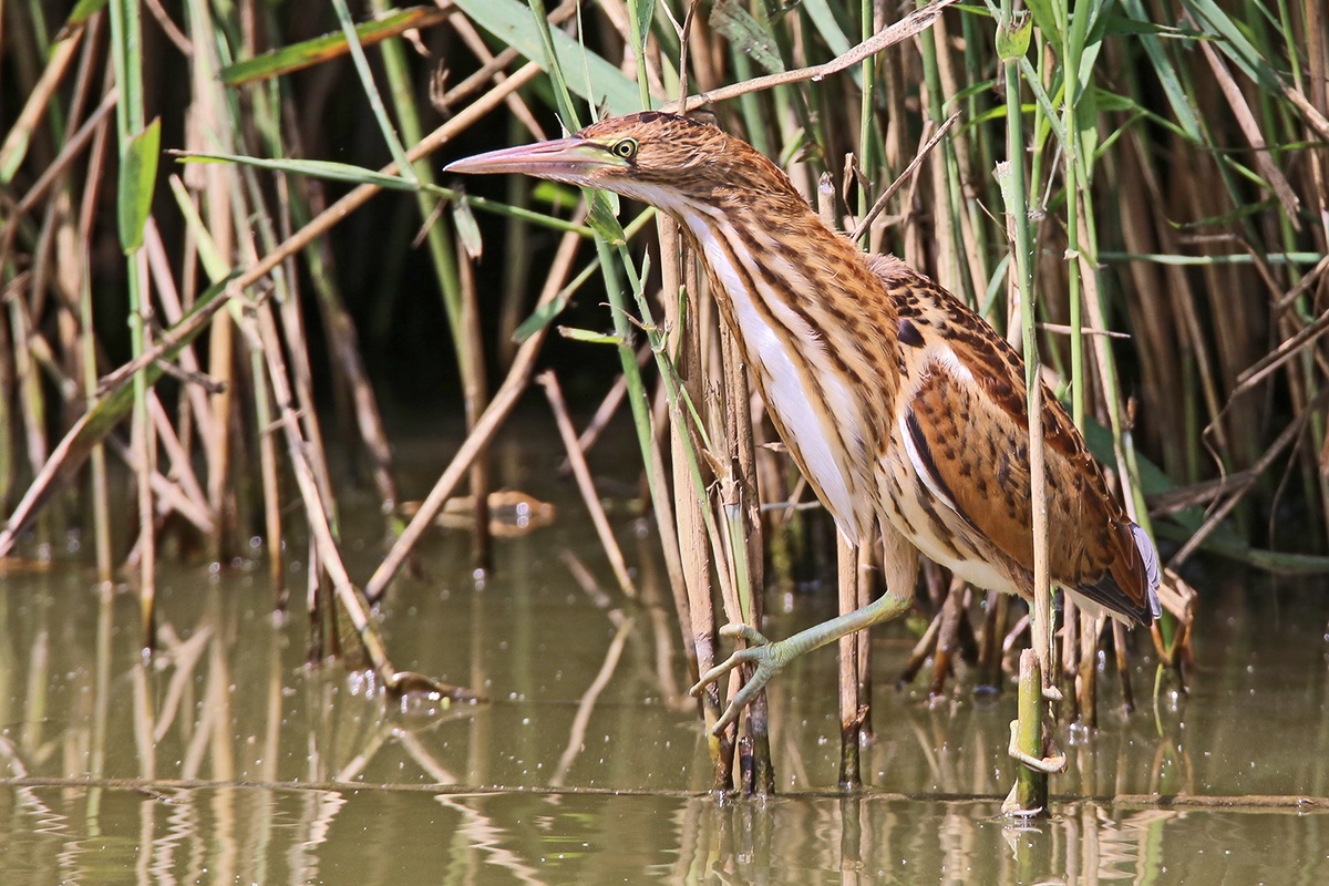 Bittern jov.