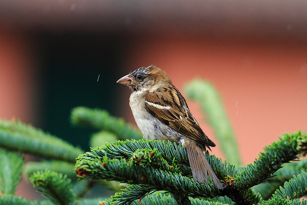 Sparrow