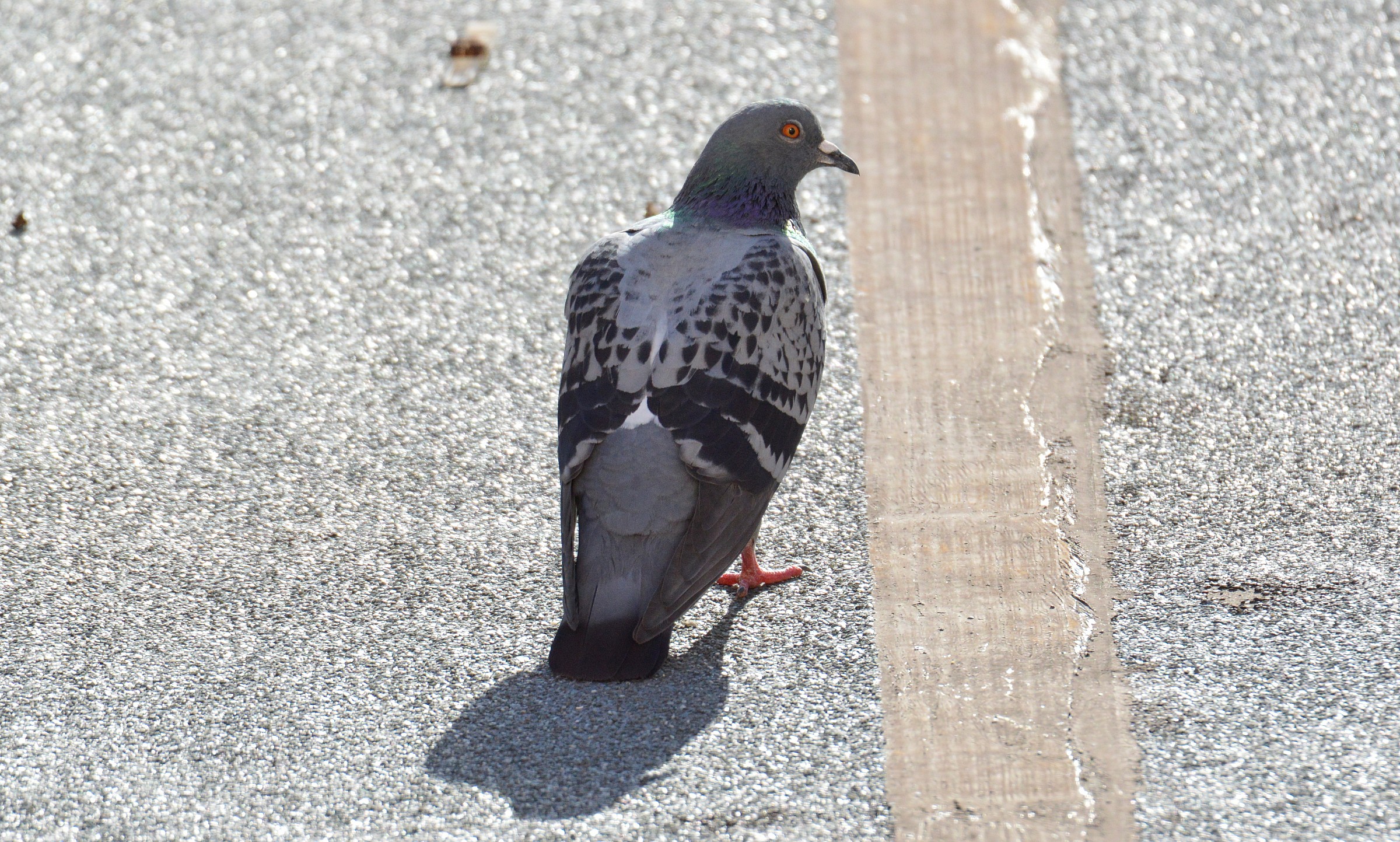 First try tamron 150 600 mm