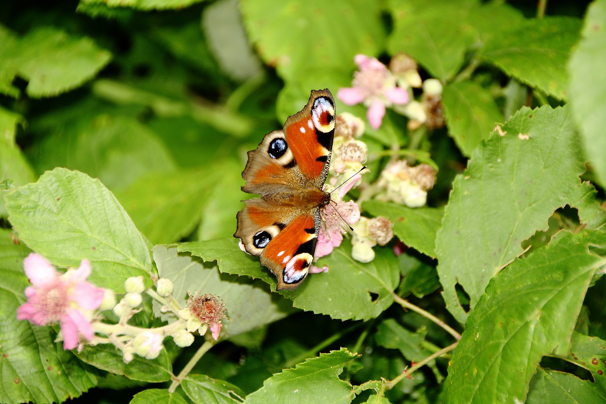 farfalla che prende il sole