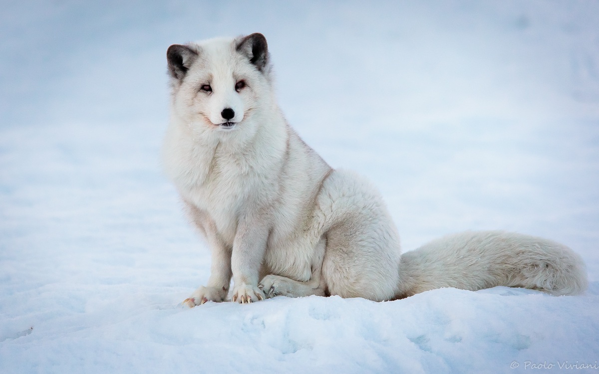Arctic Fox
