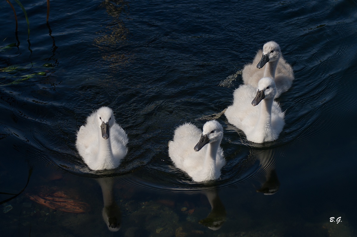 Piccoli di Cigno